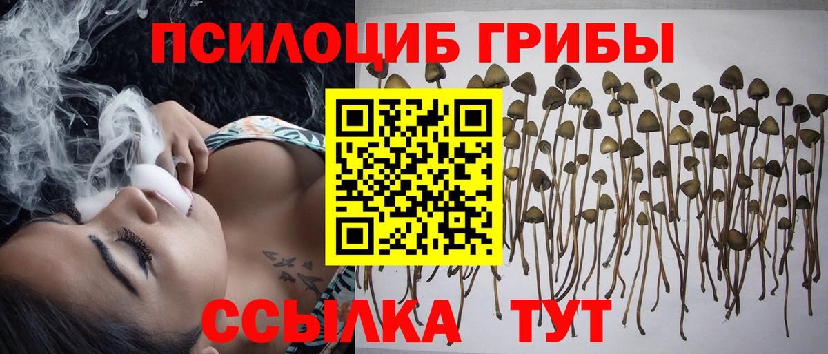 Галлюциногенные грибы Psilocybine cubensis Бийск
